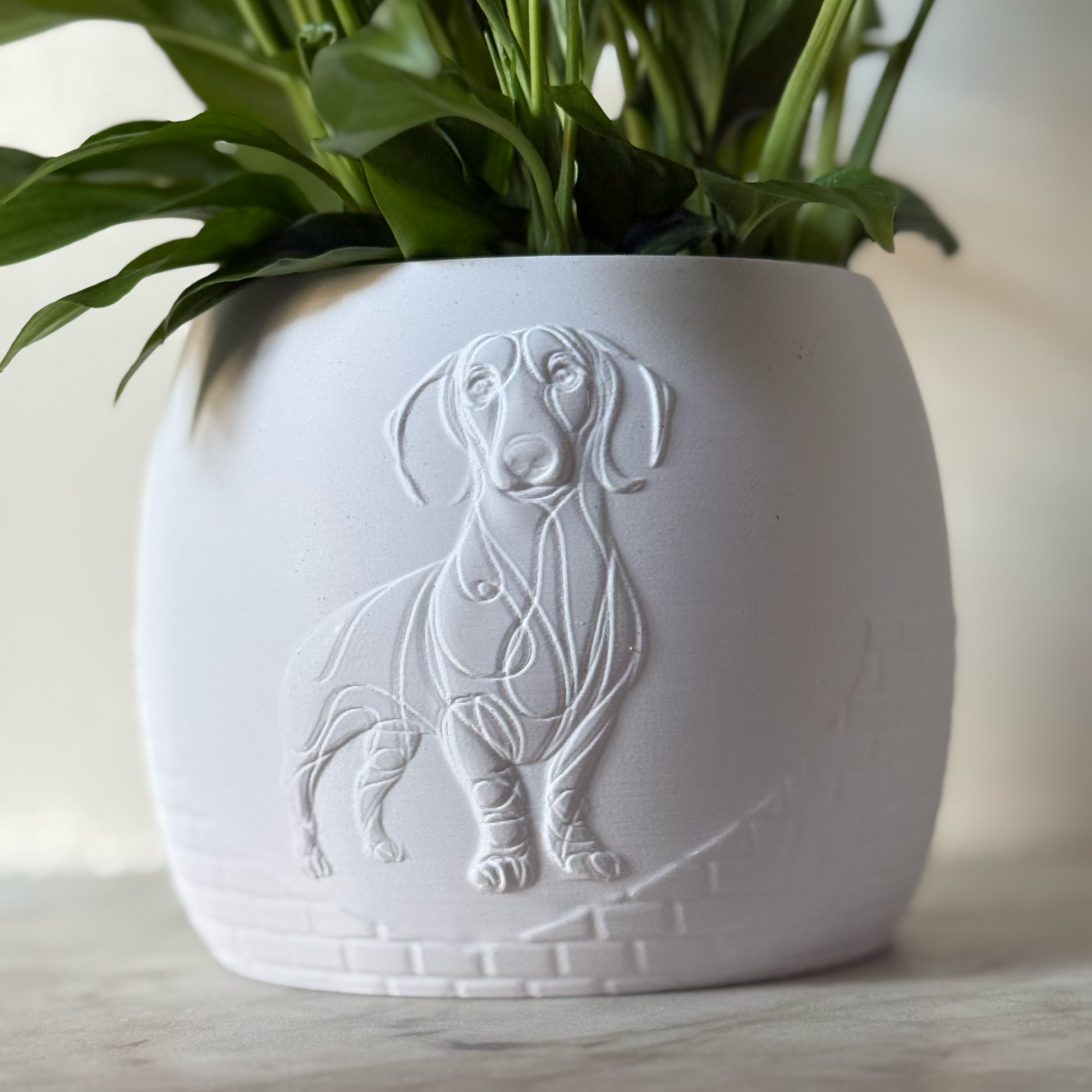 Green potted plant in a white plant pot with an embossed Sausage Dog standing on a marble surface