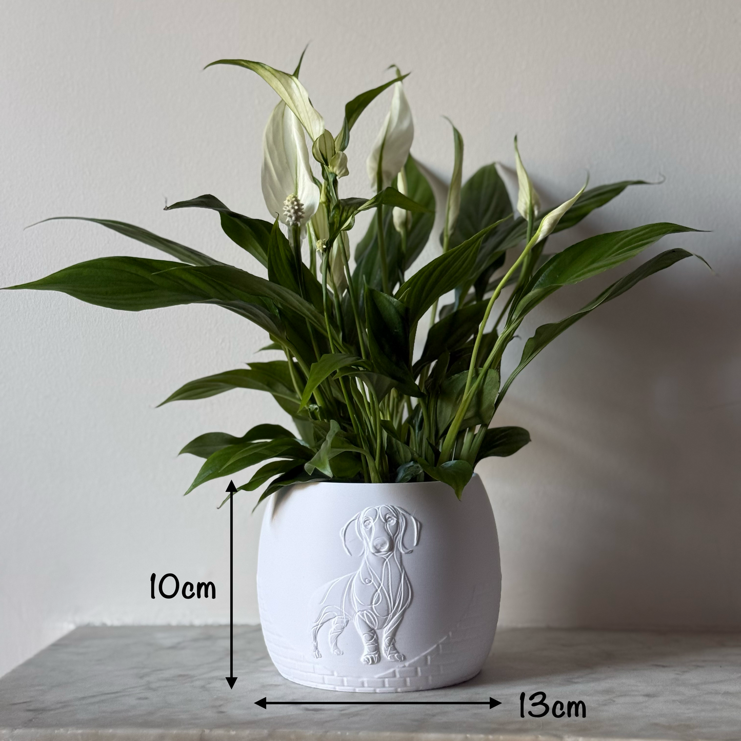 Green potted plant in a white  plant pot with an embossed Sausage Dog standing on a marble surface with measurements