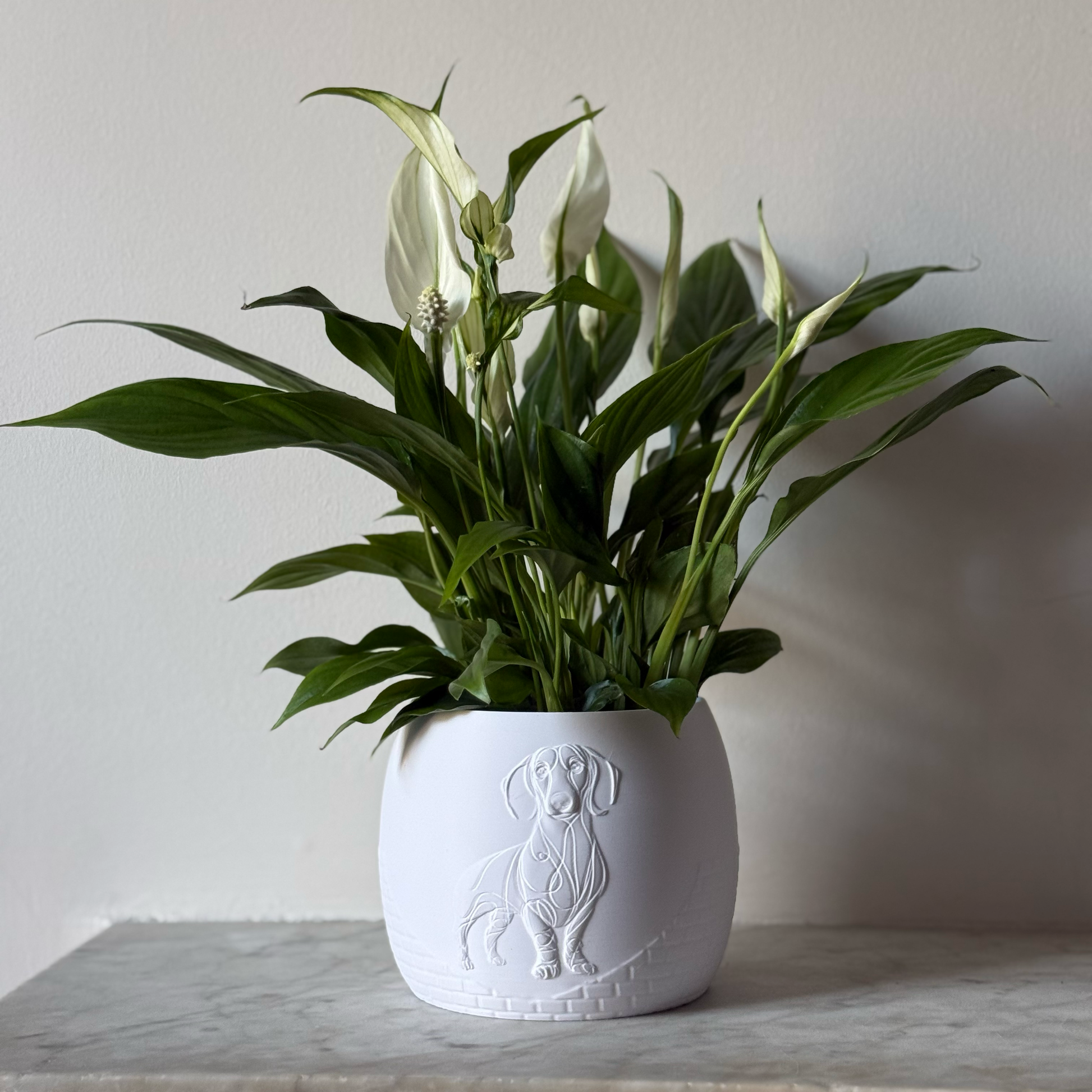 Green potted plant in a white plant pot with an embossed Sausage Dog standing on a marble surface