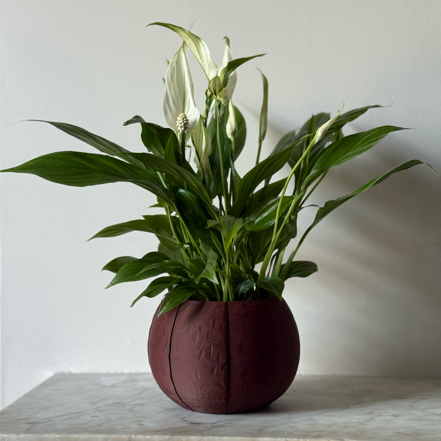 Potted plant in a brown plant pot on a marble surface against a white background
