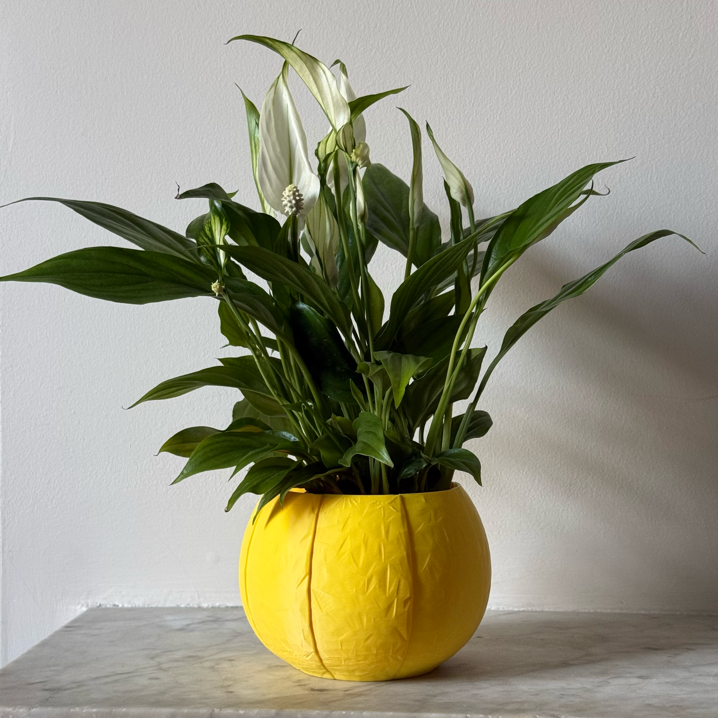 Potted plant in a yellow plant pot on a marble surface against a white background