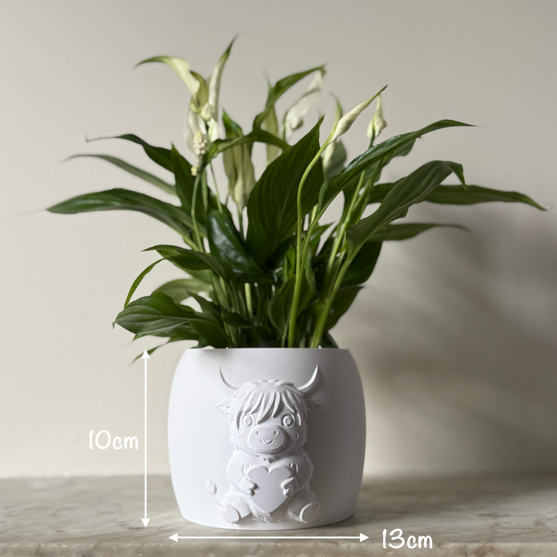 Potted plant in a decorative white pot with measurements on a neutral background