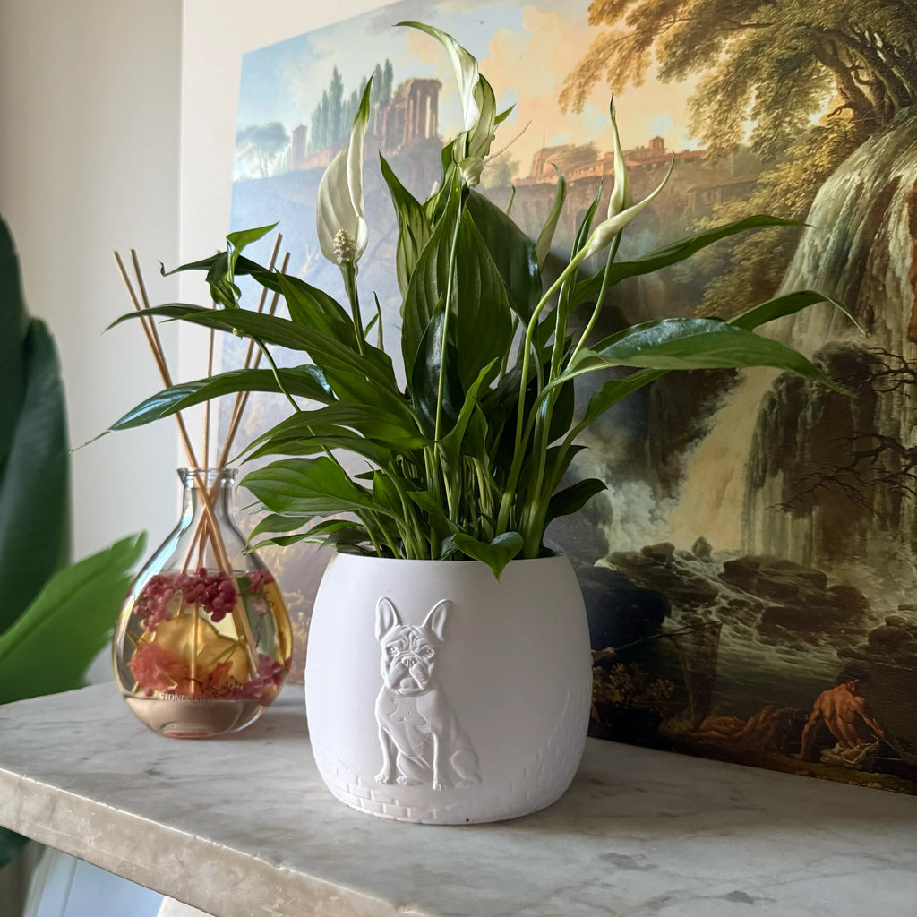 Green potted plant in a white plant pot with an embossed French Bulldog standing on a marble surface