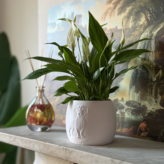 Green potted plant in a white plant pot with an embossed Sausage Dog standing on a marble surface