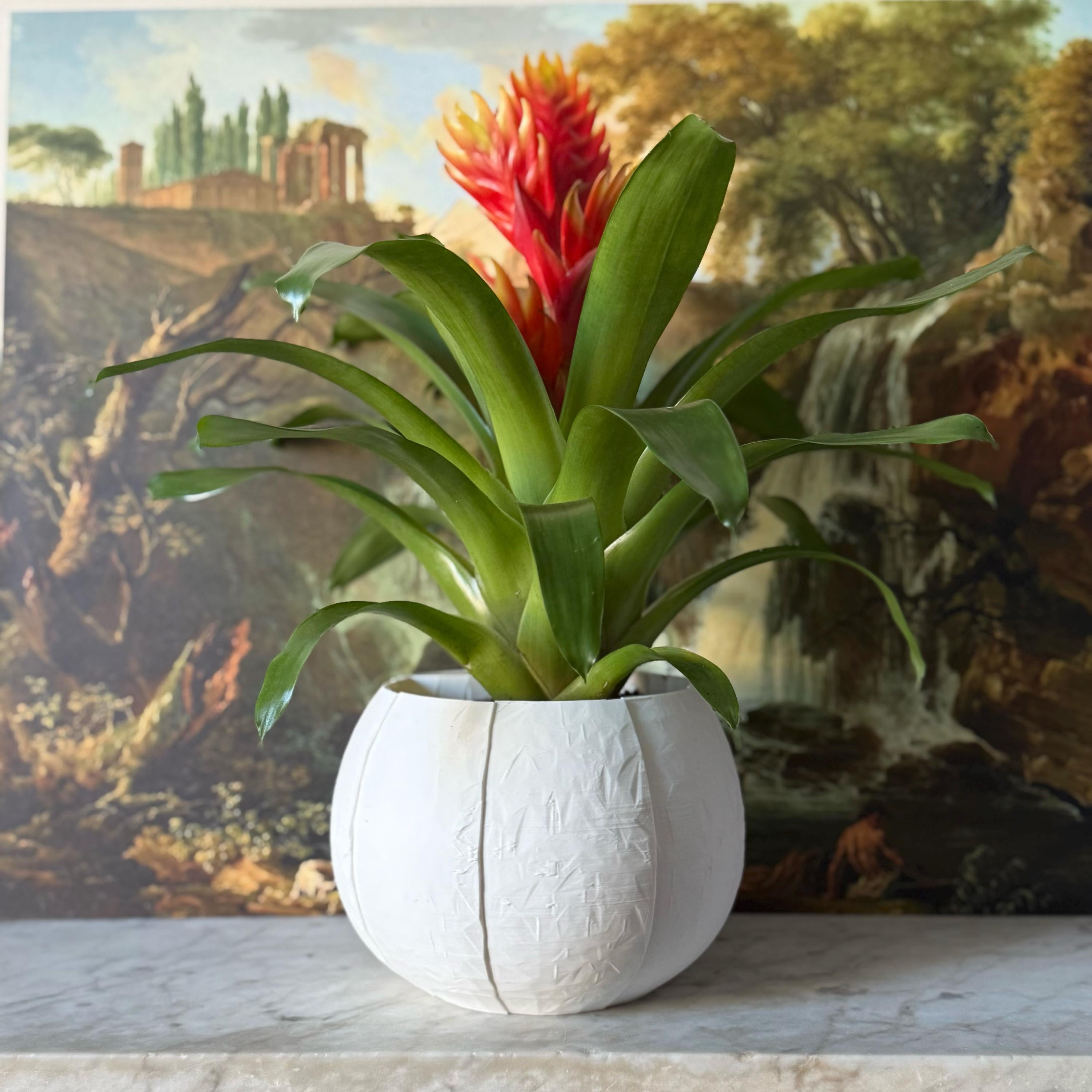 Self-Watering Coconut Plant Pot - Large - All Colours
