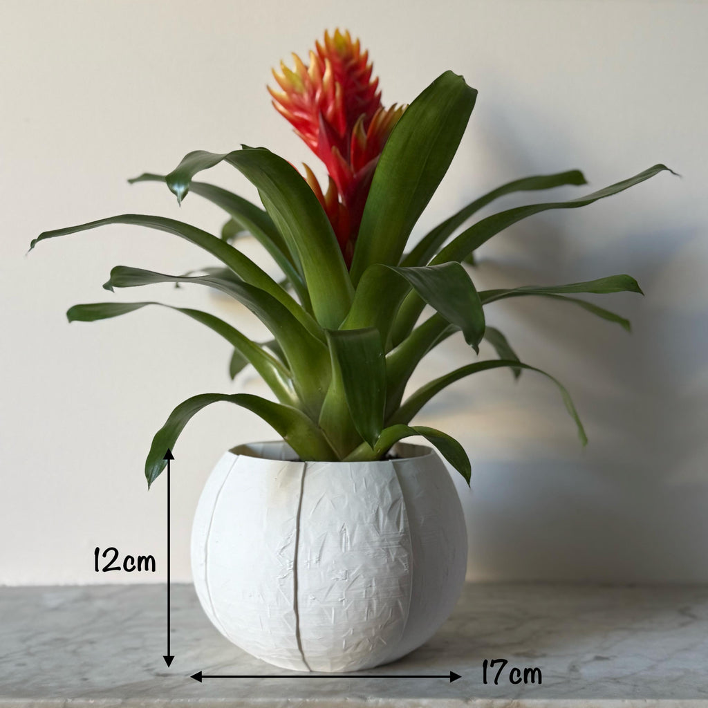 Self-Watering Coconut Plant Pot - Large - All Colours
