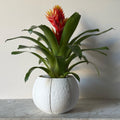 Self-Watering Coconut Plant Pot - Large - All Colours