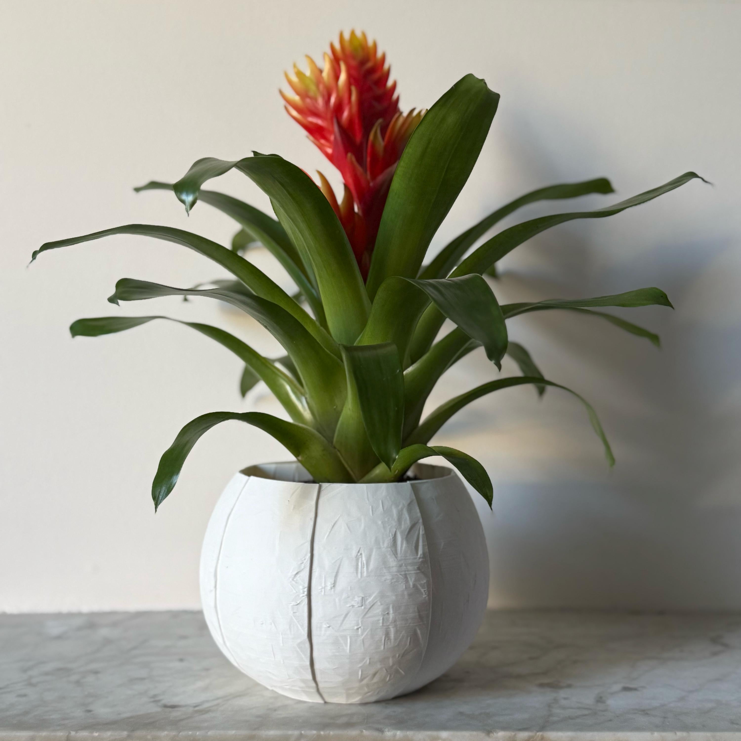 Self-Watering Coconut Plant Pot - Large - All Colours