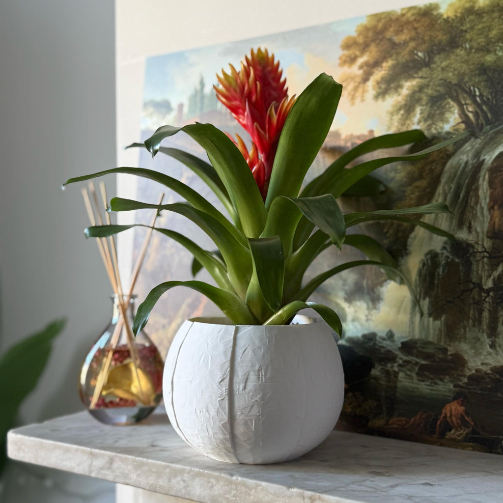 Self-Watering Coconut Plant Pot - Large - All Colours
